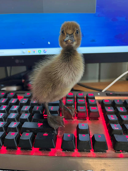 Indian Runner Ducklings