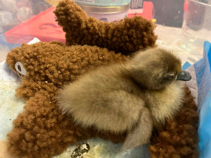 Indian Runner duck - Hatching Eggs