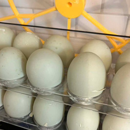 1/2 Dozen Duck Eggs