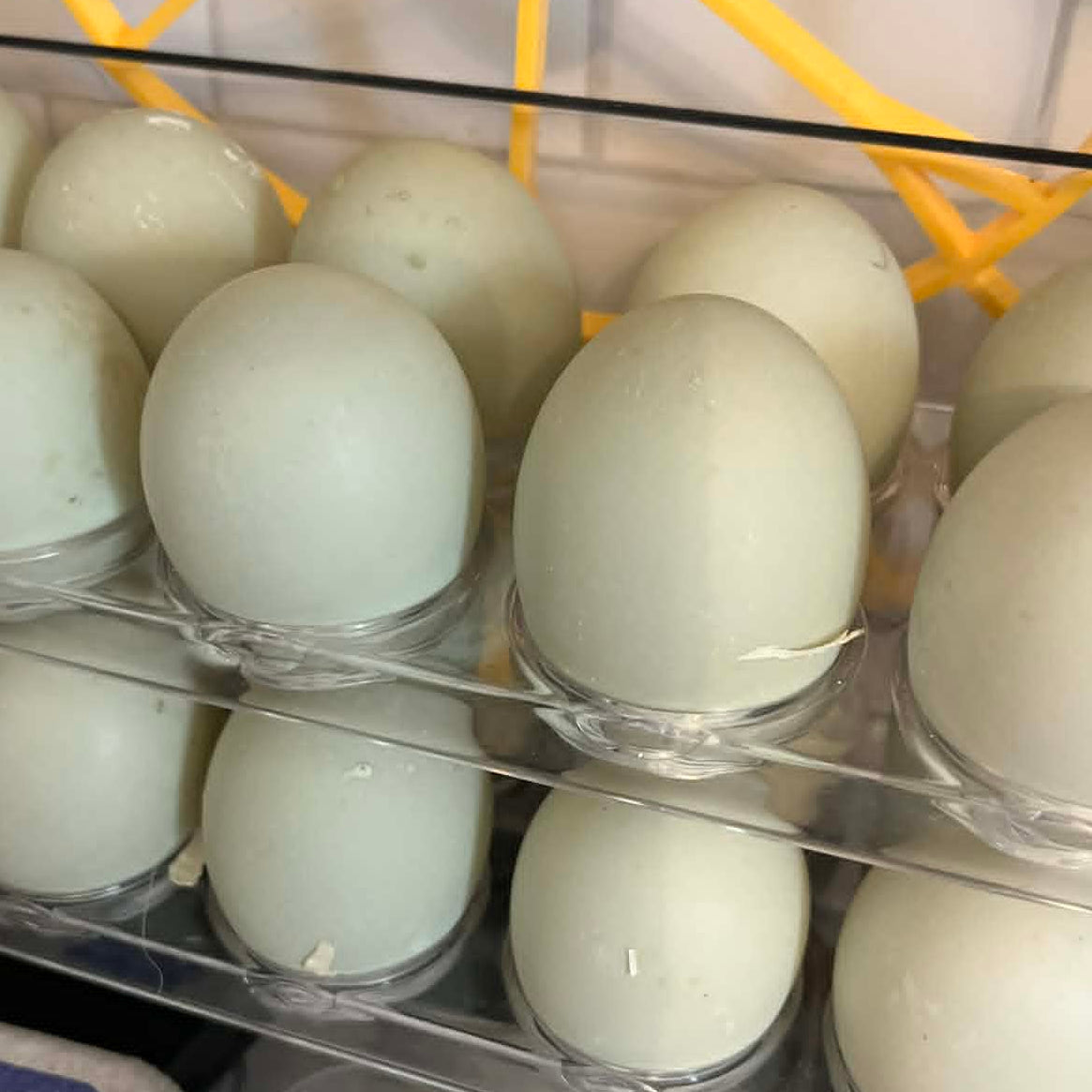 Indian Runner duck - Hatching Eggs