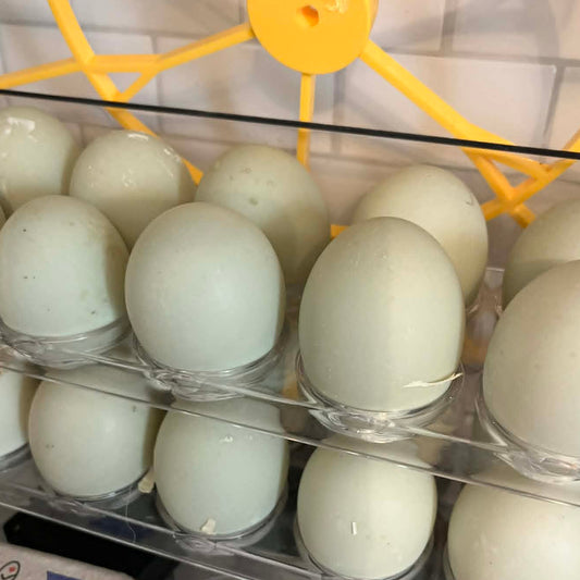 3 Duck Eggs