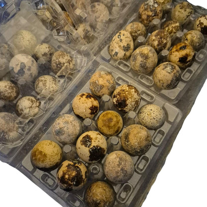 Coturnix Quail - Hatching Eggs