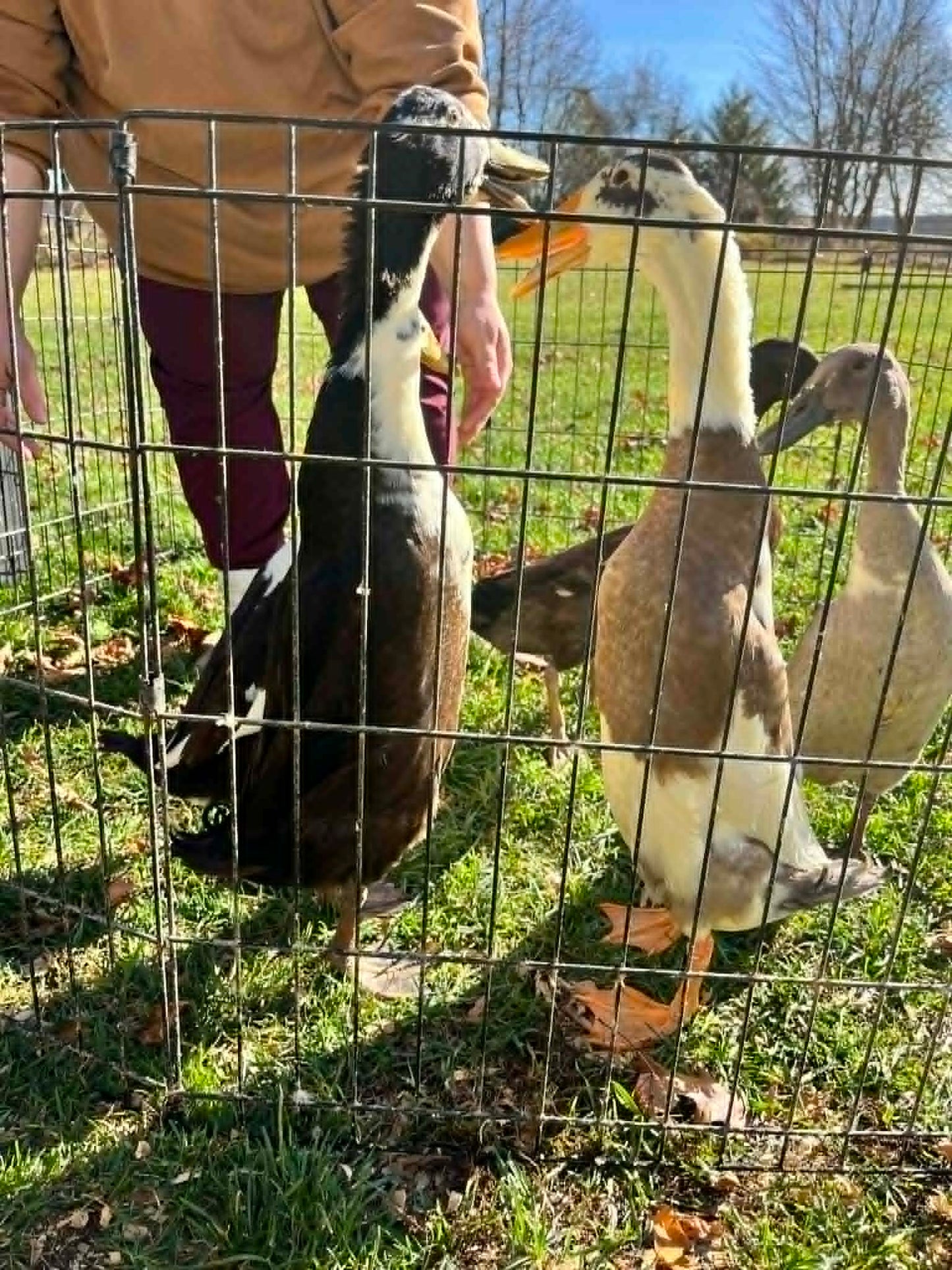 Indian Runner duck - Hatching Eggs